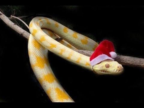 YouTube reptile video