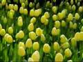 Fun in Amsterdam tulip garden
