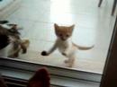 Pirtik and its kitties -2