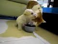 C�o fedelho vs gato paciente!