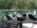 videos de Feng Yi...Hmm..who's poo poo?
