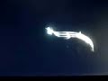rare-deep-sea-frilled-shark-dying.html