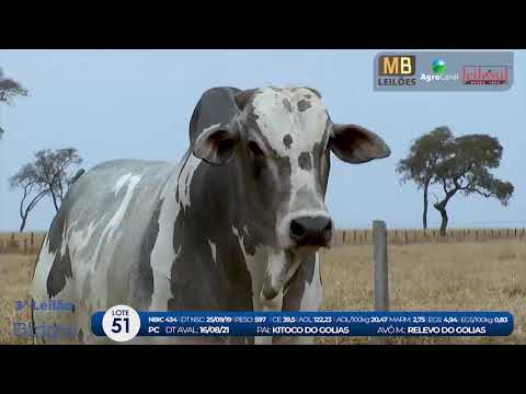 2 DE OLHO NA FAZENDA NELORE BIRIGUI