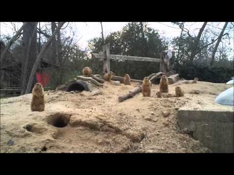zootube - You asked for it, and here's what the prairie dogs are up to today at the Hattiesburg Zoo!
