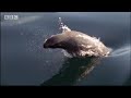 Great white shark goes hunting for seals - ocean animals - BBC wildlife
