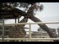 Doha Zoo Visit