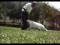 Adiestramiento canino Mastercan labrador Max