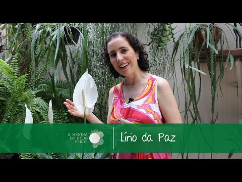 how to fertilize peace lily