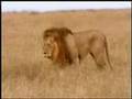 Cheetah and Male Lion