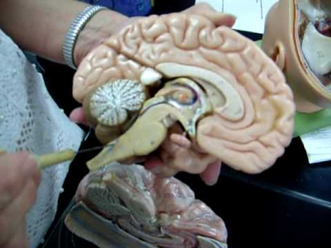 Brain Anatomy