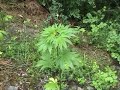 White Widow 2/2007 cannabis Marijuana marihuana Hanf