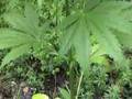 White Widow 2/2007 cannabis Marijuana marihuana Hanf
