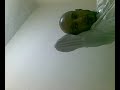 comidie française en arab marocain amateur comidie française en arab marocain amateur