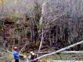 Cutting down trees