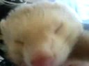 ferret sleeping ferret sleeping