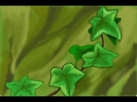 how to draw ivy vines