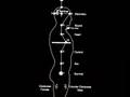 Light Body Development and DNA Part II