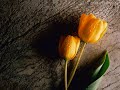Zawsze b?dziesz sam [z filmu: Tulipany] - Daniel Bloom