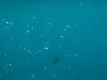 Maldives Underwater Flat Corrals And Deep To The Ocean
