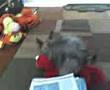 Raul's dog Apocalypse humpin Elmo