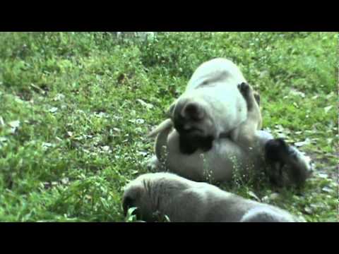 kangal fighting