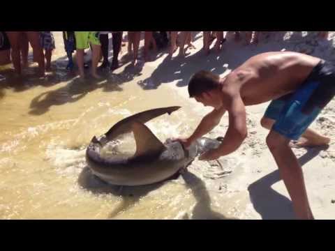 panama city - Some guy pulling a 5 foot hammerhead shark to shore with his hands. We watched the shark come into the jetty and swim towards the shore for 5 minutes before ...