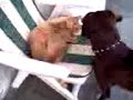 arturo-e-kiwi-live-in-venice-part-two.html