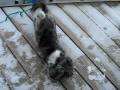videos de Karma's first snow...