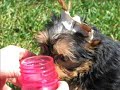 Yorkie Puppies 10 weeks