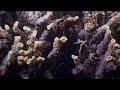 Coral Spawning, Ningaloo Marine Park, Western Australia Coral Spawning, Ningaloo Marine Park, Western Australia