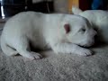 Hakumichi Japanese Spitz - Puppies 11 days old