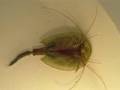 Triops has three eyes