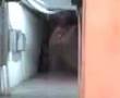Fantasma de Cali, Colombia