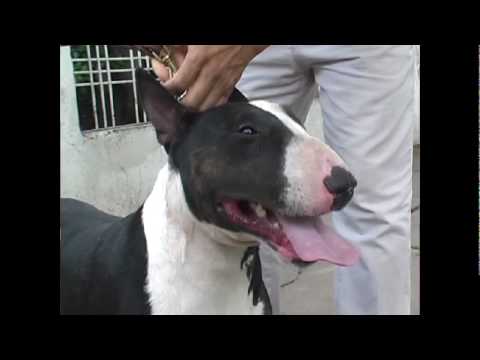 bullterrier