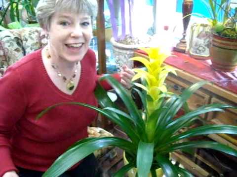 how to fertilize bromeliads