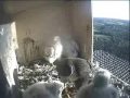 NOORD BRABANT, NETHERLANDS PEREGRINE FALCONS S2 & PA