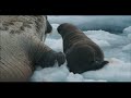 arctic-tale-soundtrack-spot-brian-wilson-live-let-live.html