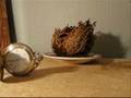 videos de La rose de Jericho