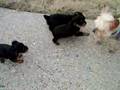 Puppies Outside3