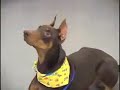 Odin,  Doberman   Pinscher