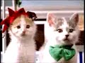 kitten