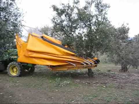 how to collect olives