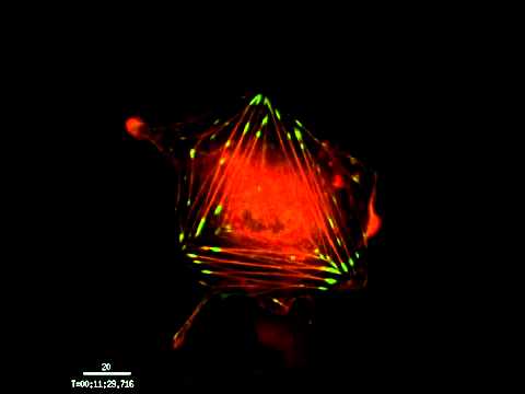 Time lapse imaging of Actin and talin