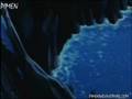 DORVACK - TOXICITY