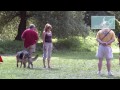 Excellent Dog Trainin Center