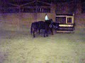 Onyx being ponied for the first time with my stallion, Bo. Onyx and I will be competing in the 2009 Midwest Mustang Makeover in Madison, WI in mid-April.