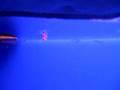videos de 北海道天使魚