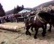 Maso konji (Sokolac-Romanija)