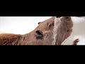 Migration, Doug Aitken