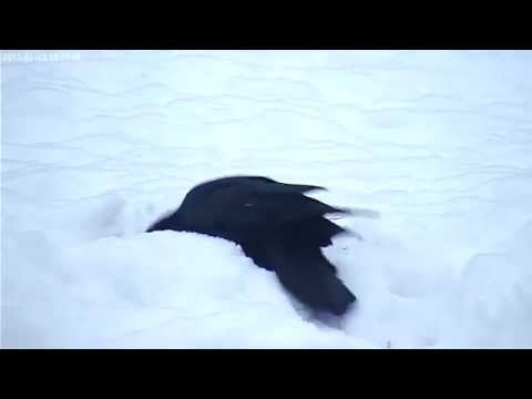 Raven Snow